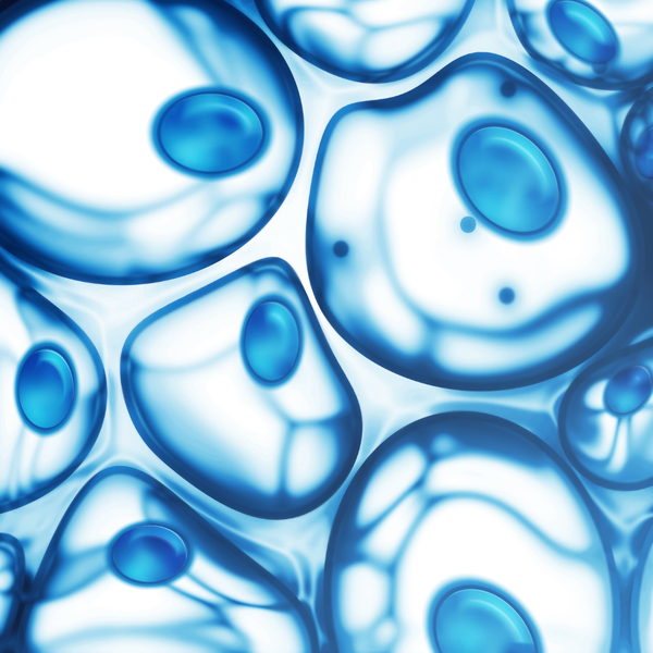 Antioxidant Pathways