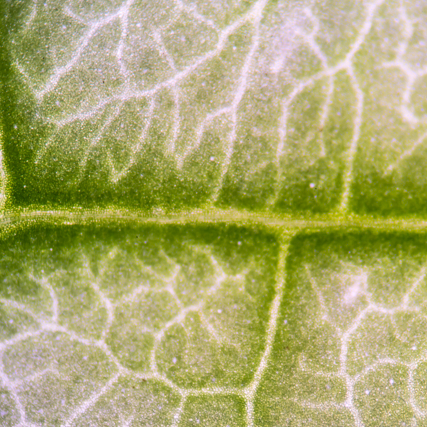 Mitochondrial Energy Production