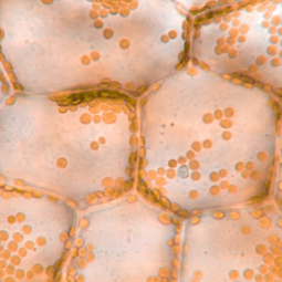 Reducing oxidative stress